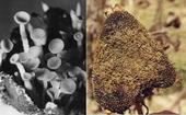 Botryotinia fuckeliana on the left (produced in the laboratory), Botrytis cinerea on the right (a mummified strawberry).